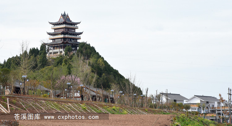 20190323苍溪县城老鸱山药博园王永培摄01