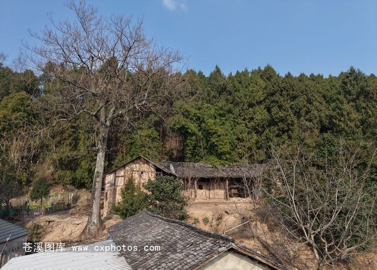 20260201苍溪白桥镇同心村龚家坝05